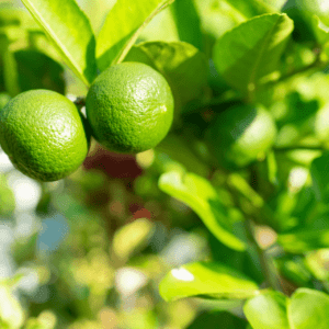 Tahiti Lime
